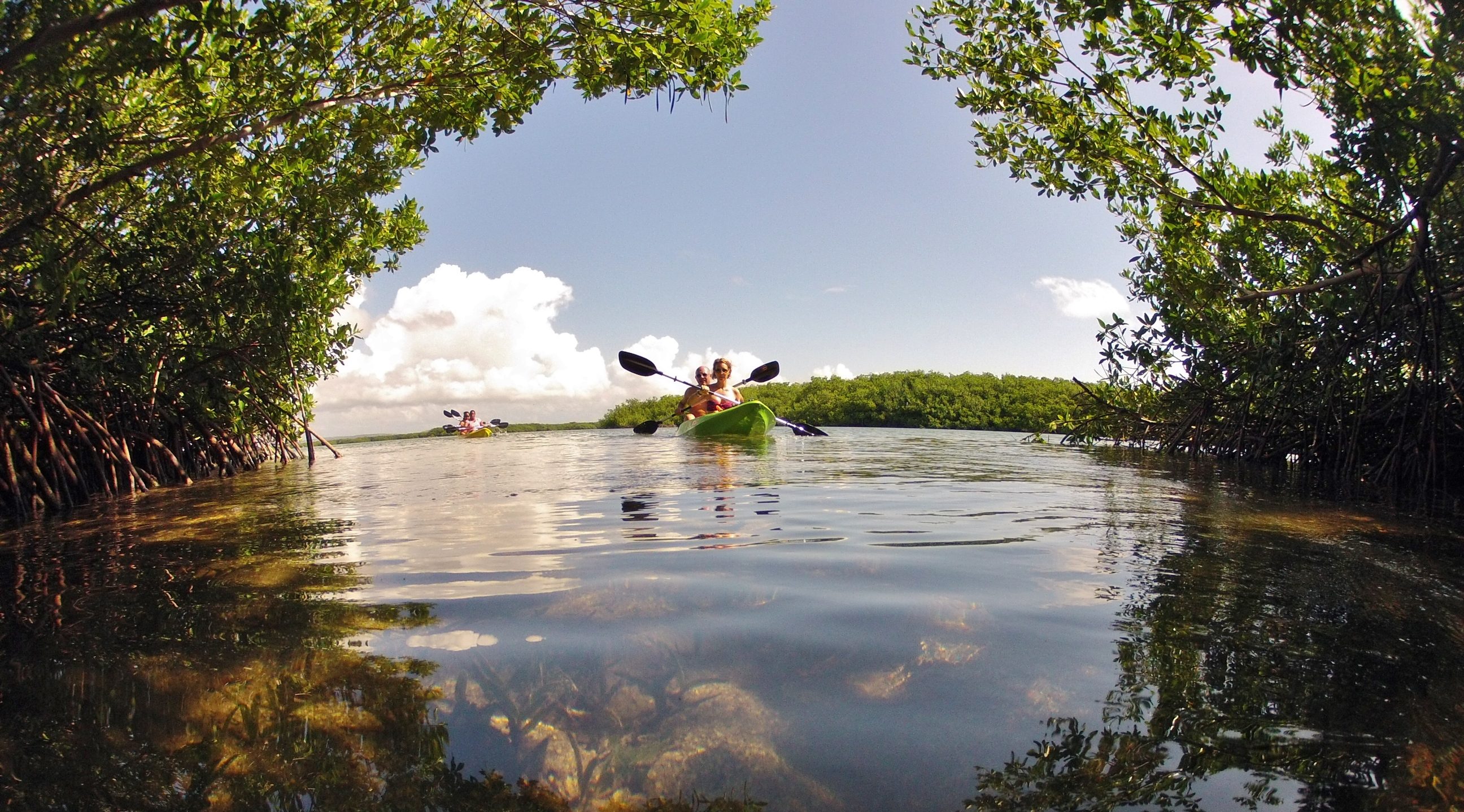 Kayak a tropical Mangrove
